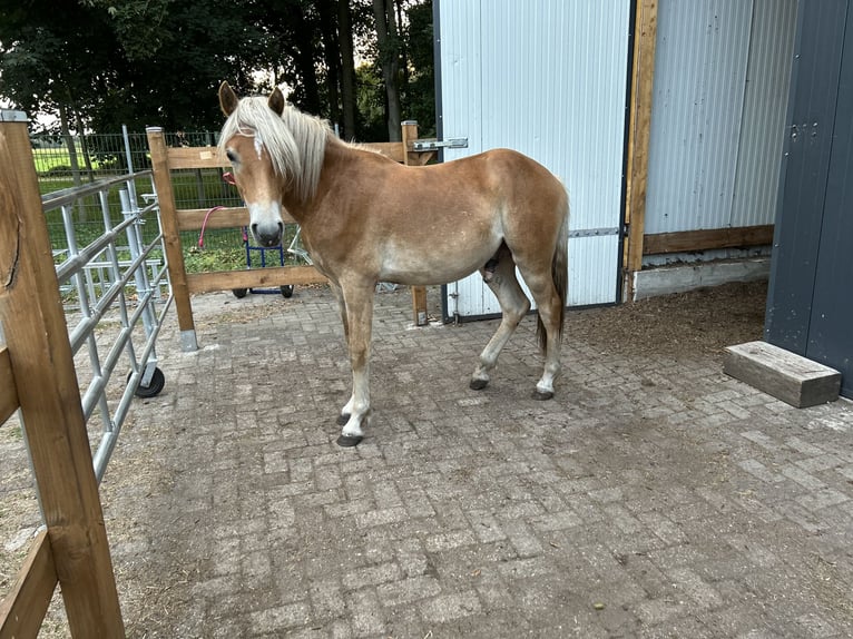 1-2 posti disponibili nel paddock collettivo