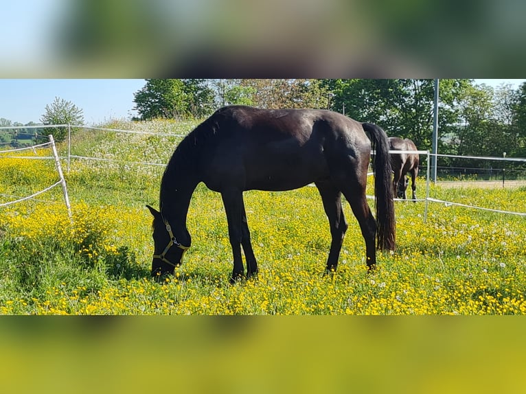 1 Platz im Offenstall für Kleinpferd oder Pony in Böheimkirchen zu vergeben 