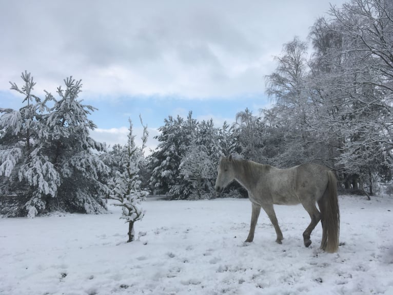 2 Offenstallplätze (Wallach) frei – idyllische Naturkoppel am Waldrand mit Unterständen und Roundpen