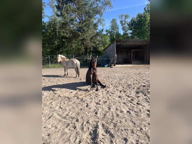 2 posti nel paddock disponibili 🐴✨
