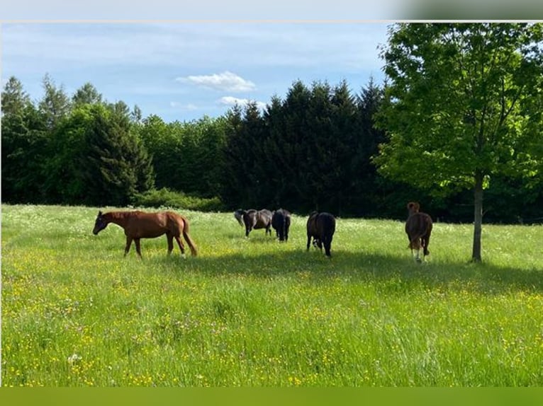2 posti nel paddock per cavalli allergici o pensionati (stalloni)