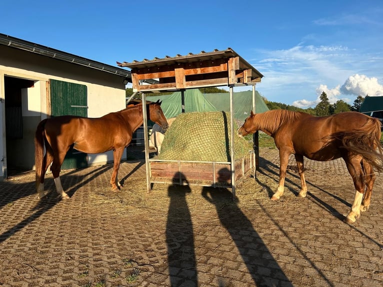 2 posti nel paddock per cavalli allergici o pensionati (stalloni)