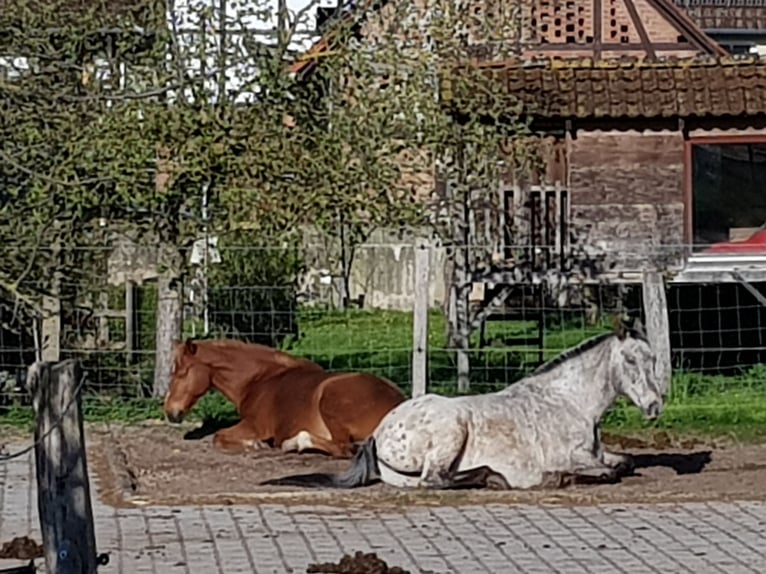 Ab Frühling'25 sind 2freie Wallachplätze im gepflegten Offenstall zu vergeben.