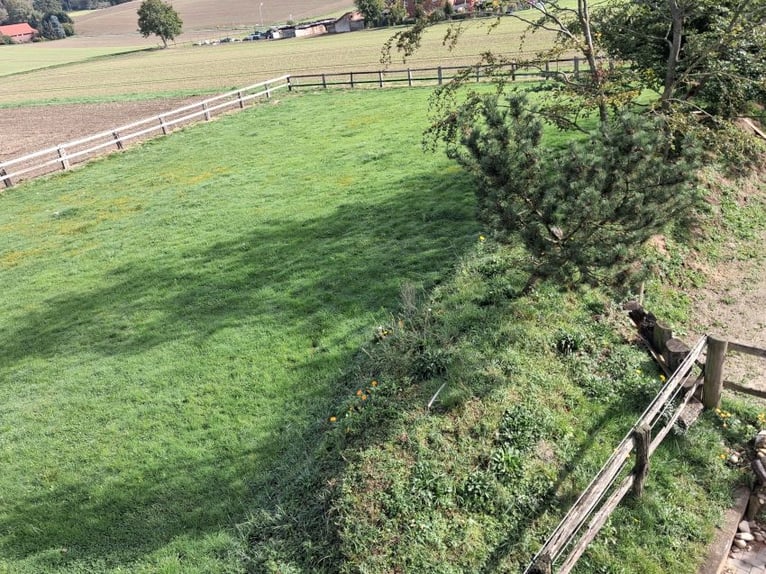 Allevamento di cavalli in un vecchio cascinale, stalla in mattoni robusta con paddock, Foresta di Te