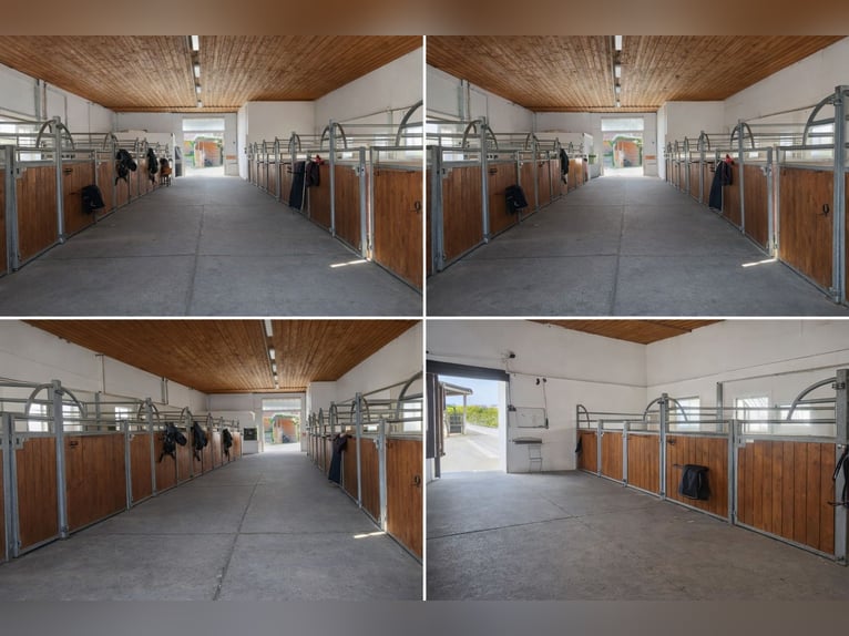 Azienda agricola offre in affitto box e paddock all'aperto