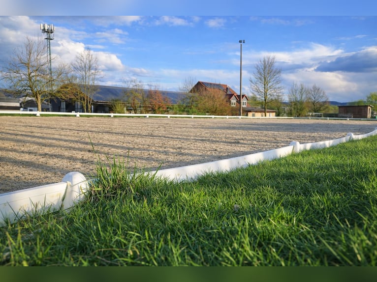 Azienda agricola offre in affitto box e paddock all'aperto