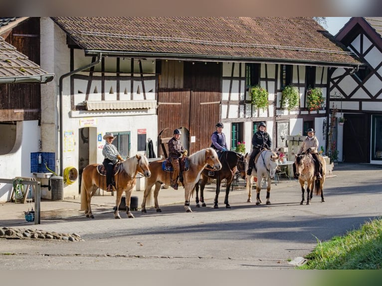 Birkenhof Pferdepension in Bachs