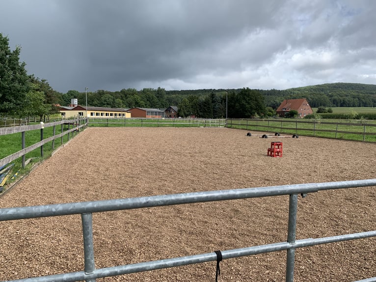 Box a cielo aperto/stalla di movimento con campo da equitazione, 235 euro/mese a Bad Iburg