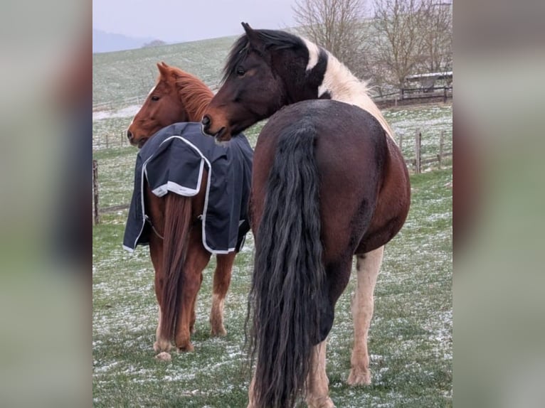 Box aperto a gestione familiare in una splendida posizione collinare dell'Eifel, ideale per cavalli 