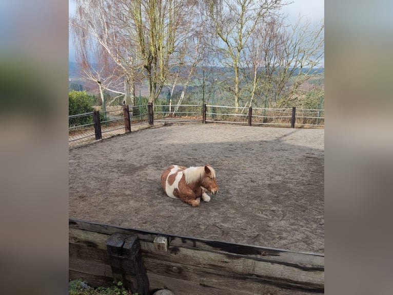 Box aperto a gestione familiare in una splendida posizione collinare dell'Eifel, ideale per cavalli 