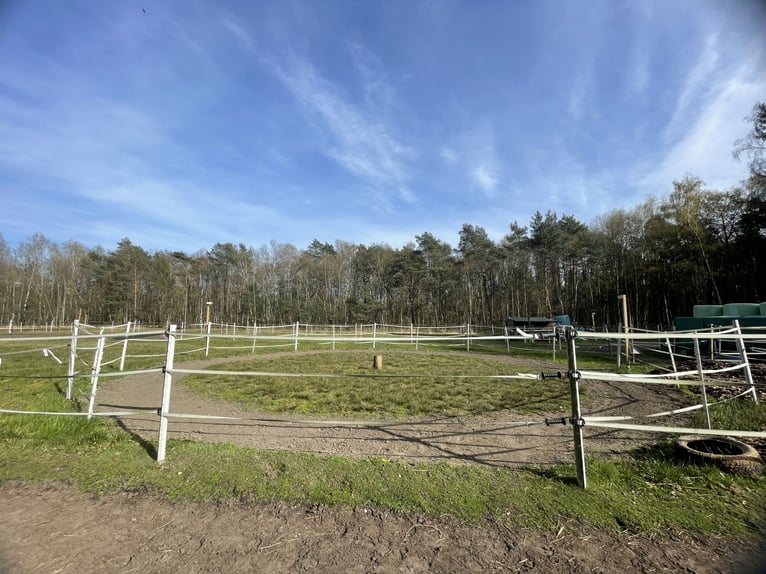 Box aperto con fieno in balle (adatto agli allergici) in pensione completa a Ehlershausen