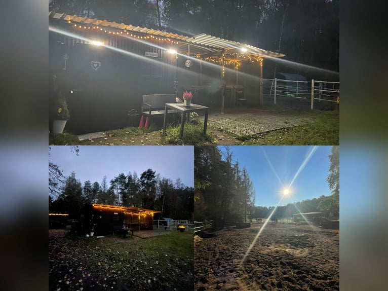 Box aperto con fieno in balle (adatto agli allergici) in pensione completa a Ehlershausen