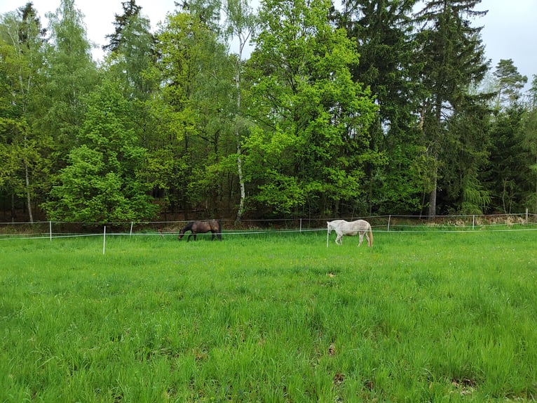Box aperto / Pony / Grande cavallo / Stallone