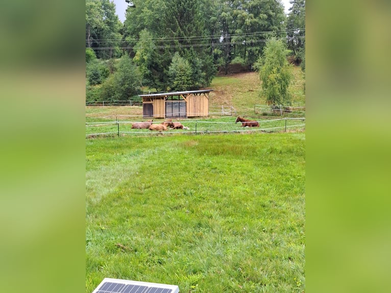 Box con paddock, box all'aperto, partecipazione alle spese di monta