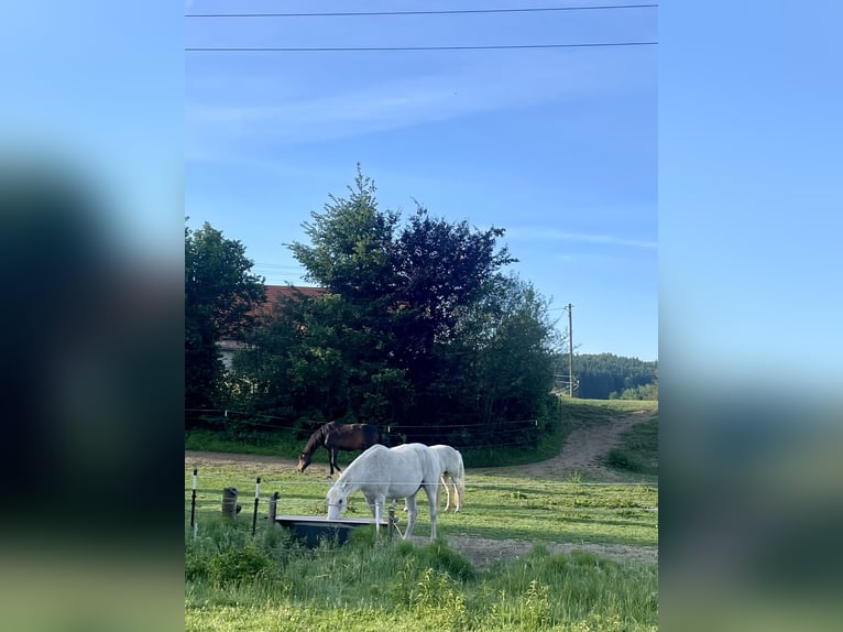 Box di paddock aperto Happy Hippi Horses