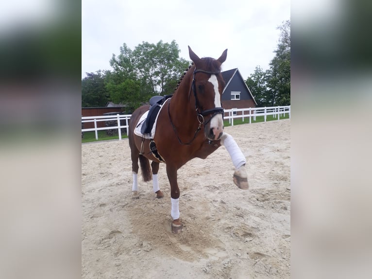 Box in paddock at the North Sea suitable for geldings, ideal for allergy sufferers, COPD, or asthma