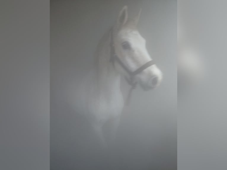 Box in paddock at the North Sea suitable for geldings, ideal for allergy sufferers, COPD, or asthma