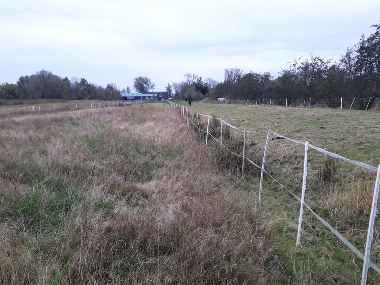 Box in paddock at the North Sea suitable for geldings, ideal for allergy sufferers, COPD, or asthma