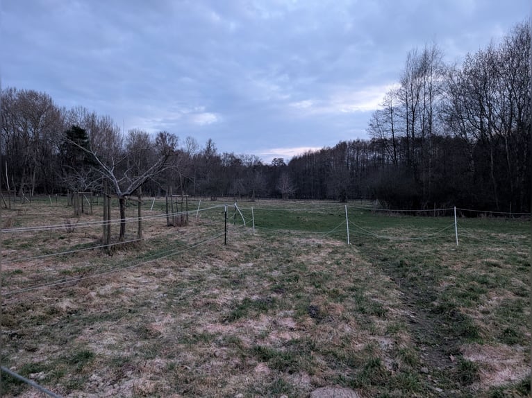Box in paddock in Hollenstedt