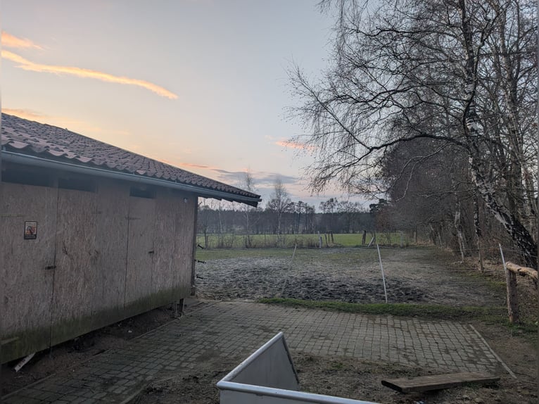 Box in paddock in Hollenstedt