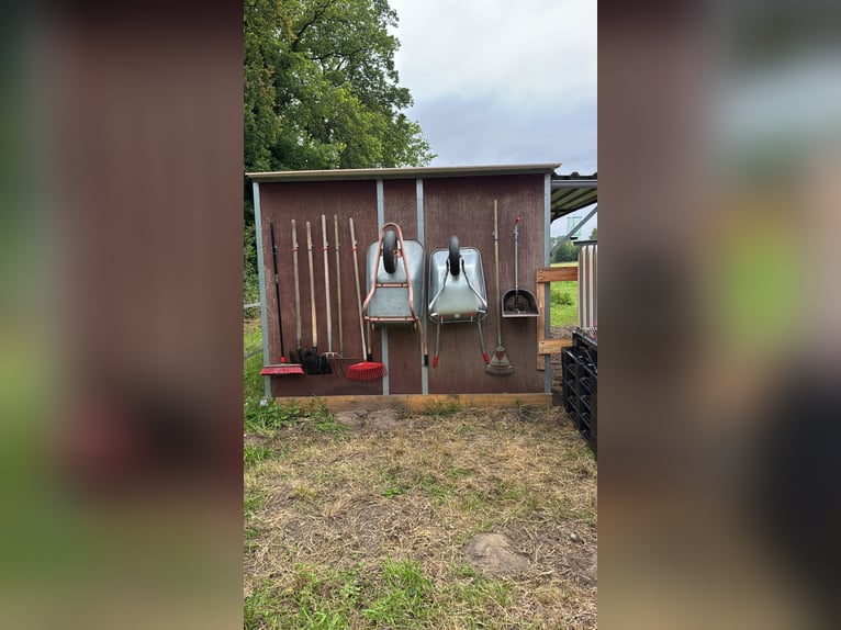 Box in paddock with trail riding opportunities in 25336 Klein Nordende