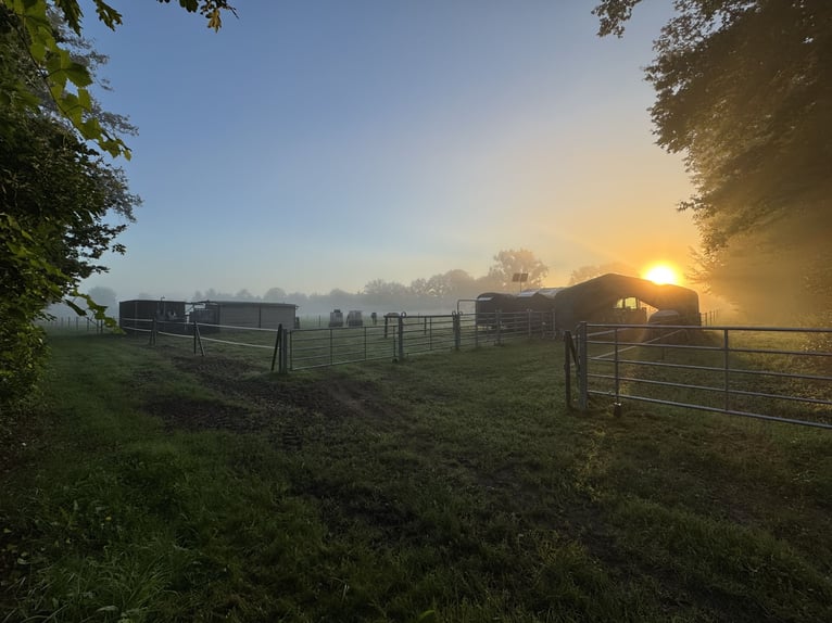 Box in paddock with trail riding opportunities in 25336 Klein Nordende