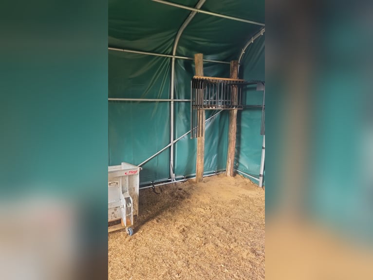 Box in paddock with trail riding opportunities in 25336 Klein Nordende