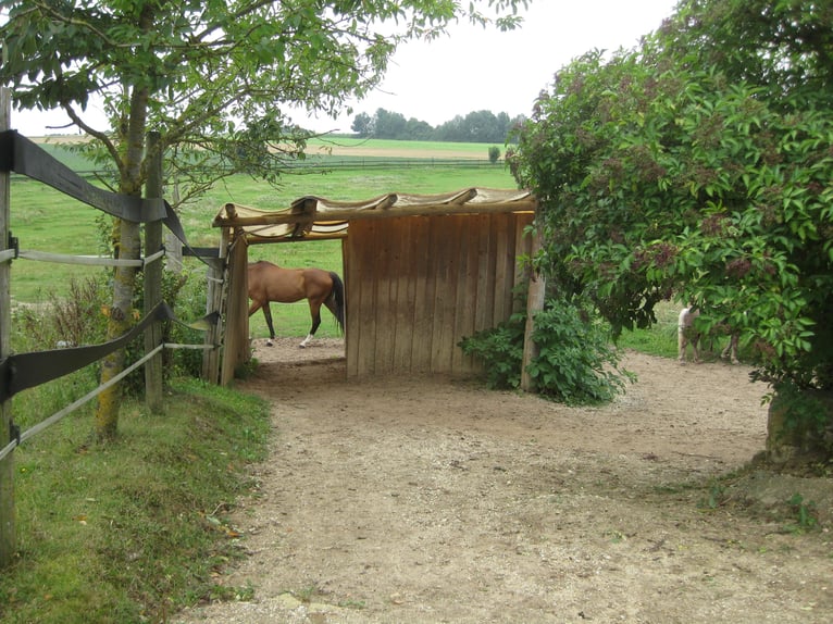 Box to be kept open for a well-behaved barefoot gelding available