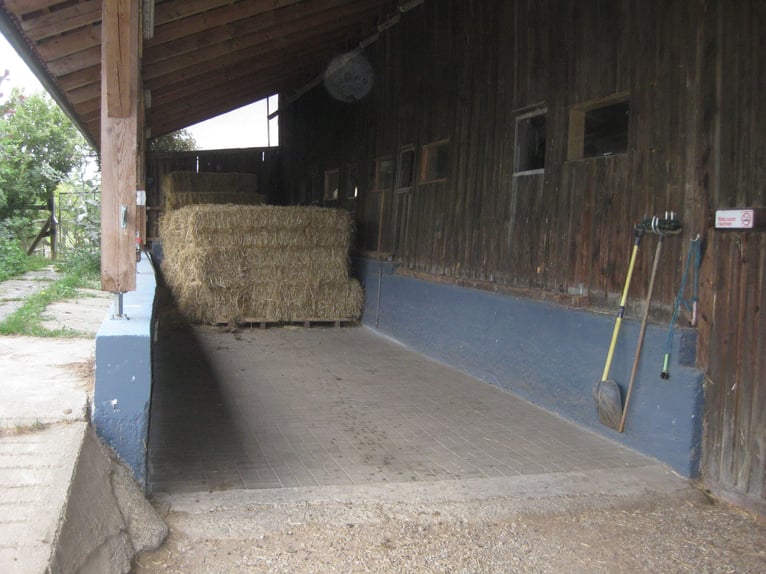 Box to be kept open for a well-behaved barefoot gelding available