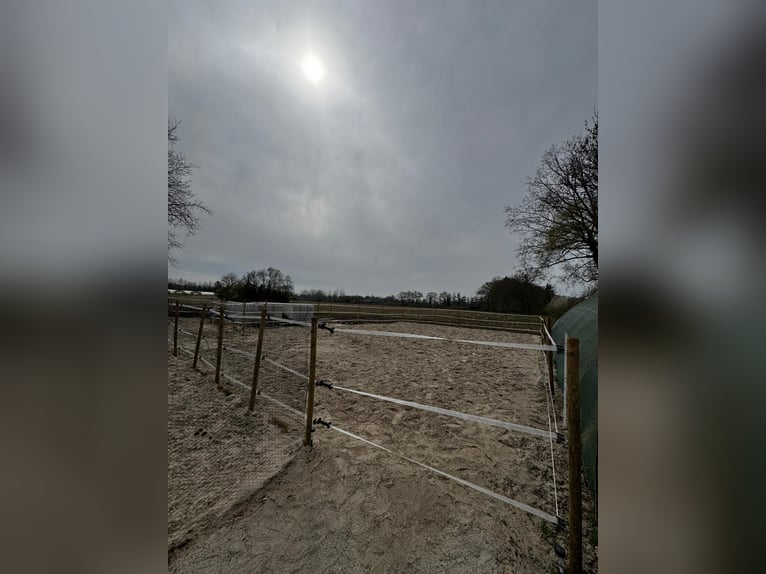 Due posti nel paddock disponibili immediatamente per castroni.