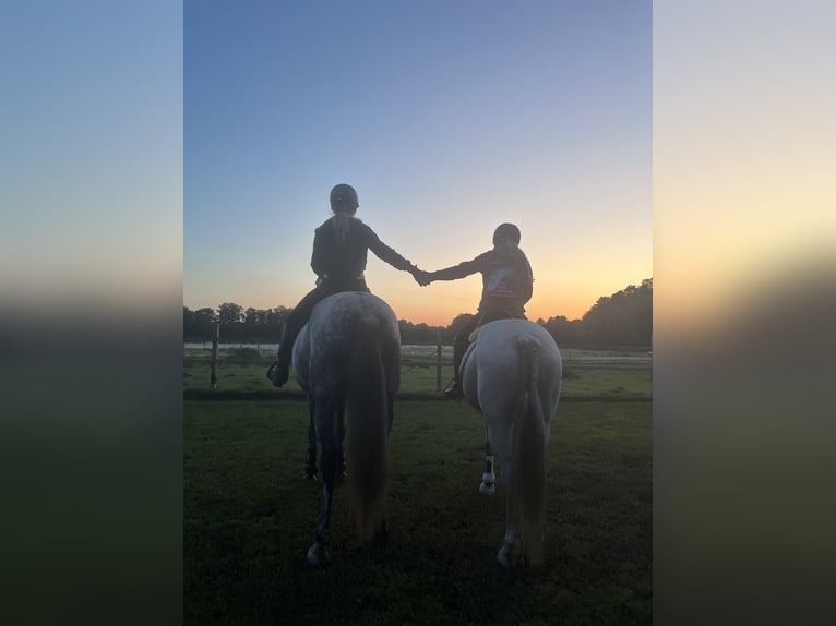 Einstellplätze im Offenstall