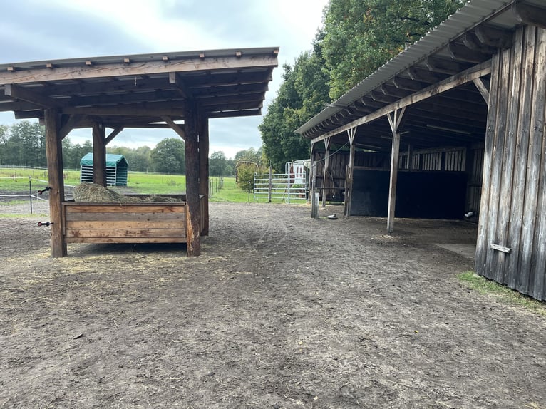 Einstellplätze im Offenstall