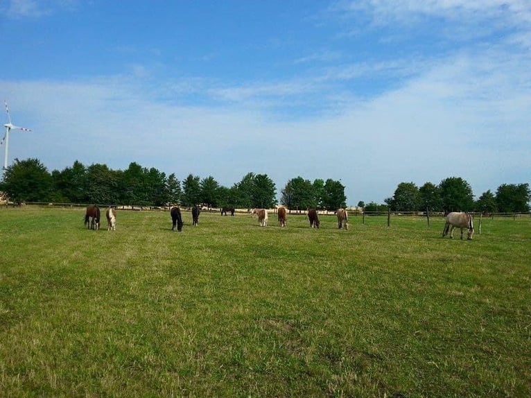 Einstellplatz im Offenstall