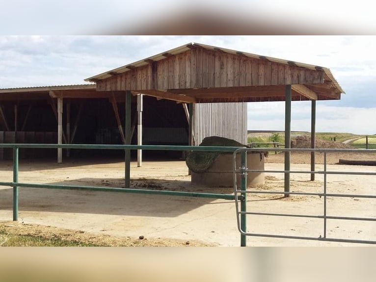 Einstellplatz im Offenstall