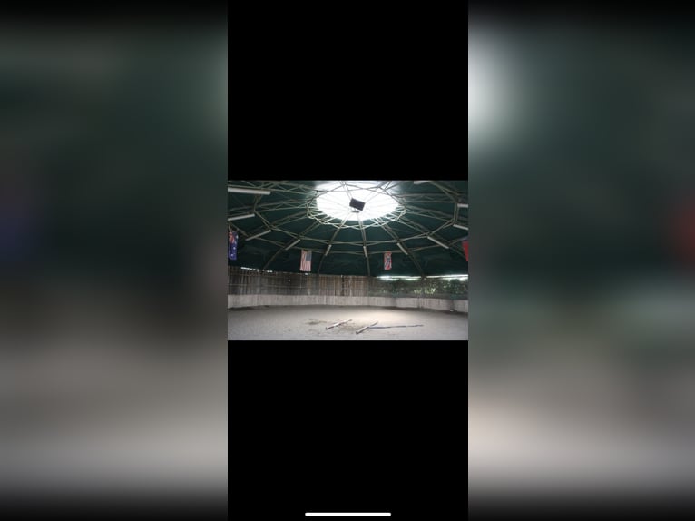 Einstellplatz im Offenstall