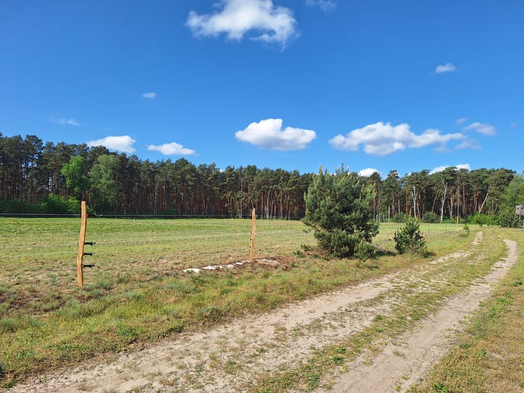  Exklusive Offenstallplätze in naturnaher Robusthaltung – 15754 Heidesee 