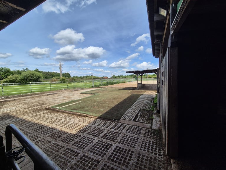 Familiärer Offenstall Platz zu vergeben 