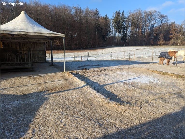 Freier Offenstallplatz in einer 4er-WG in Weßling (Weichselbaum) ab April 2025