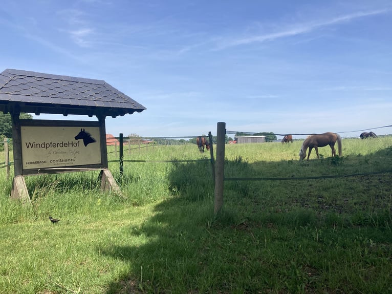 Gleich am Naturschutzgebiet  mit Tollen Reitplatz