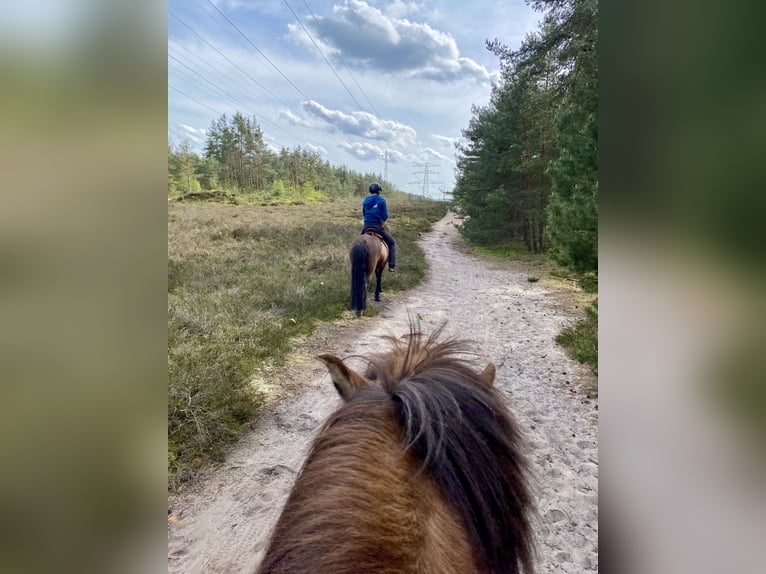 Isländer oder Pony gesucht - Offenstallplatz frei!