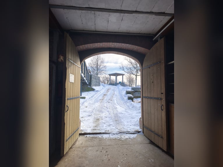 Nuovo paddock all'aperto