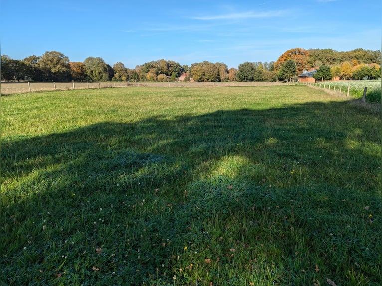 Offenstall, Akzivstall, Rentnerplatz