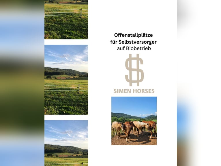 Offenstall Bio Betrieb Wallach Stute Herde Pferde Selbstversorger Steinen