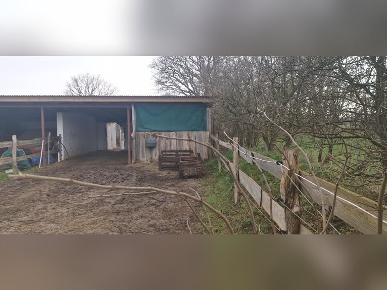 Offenstall für Pony 