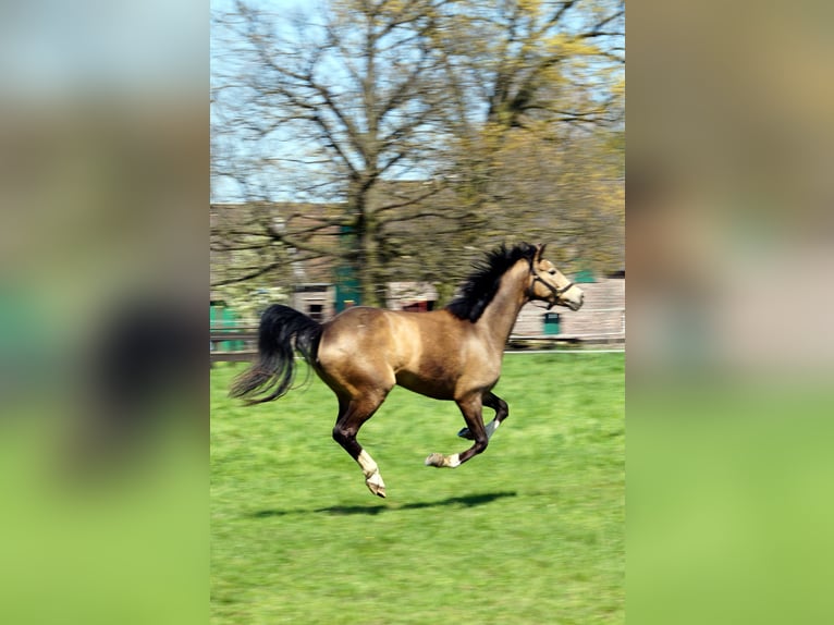 Offenstall für Rentner/Rekonvaleszens/Freizeitpferde