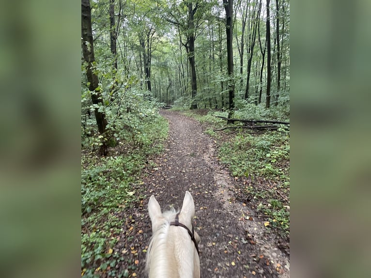 Offenstall mit Paddocktrail, Reitplatz, Weide, gutes Gelände, für Stute 