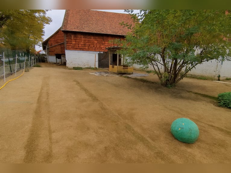 Offenstall mit Vollpension in Hildesheim-Itzum