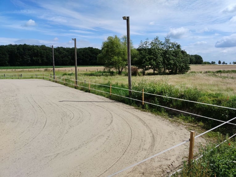 Offenstall / Paddockboxen / Pferdeboxen - drei Boxen frei