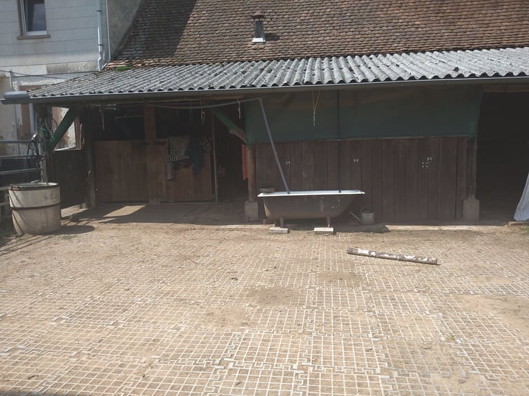 Offenstall, Stallplatz, Rentnerplatz 