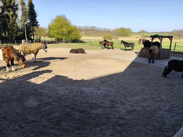 Offenstall und Boxen frei 